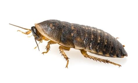 How to Breed Dubia Roaches (In 5 Steps) - SnakeTracks.com