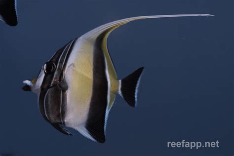 Moorish Idol (Zanclus cornutus) in aquarium