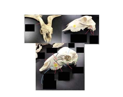 Real animal skull anatomy 3 Quiz