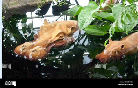 Heads of model hippopotamus and baby in pool Stock Photo - Alamy