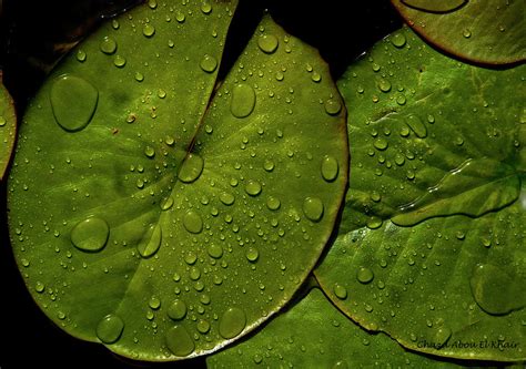 Water Lily Leaf Photograph by Chaza Abou El Khair