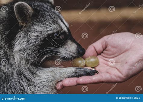 Close-up Photo of a Raccoon Eating Grapes from a Human Hand Stock Photo ...