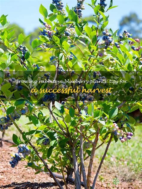 Growing Rabbiteye Blueberry Plants: Tips For A Successful Harvest | ShunCy