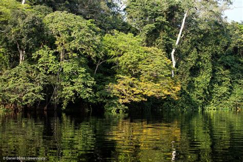 Why we’re sailing into the Congo Basin forest – Greenpeace – Medium