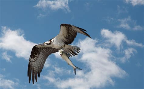 Osprey | Audubon Field Guide