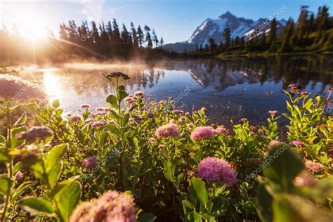 Beautiful lake with flowers Stock Photo by ©kamchatka 82266068