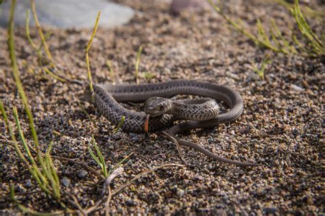 Juvenile Garter Snake | The common garter snake and western … | Flickr