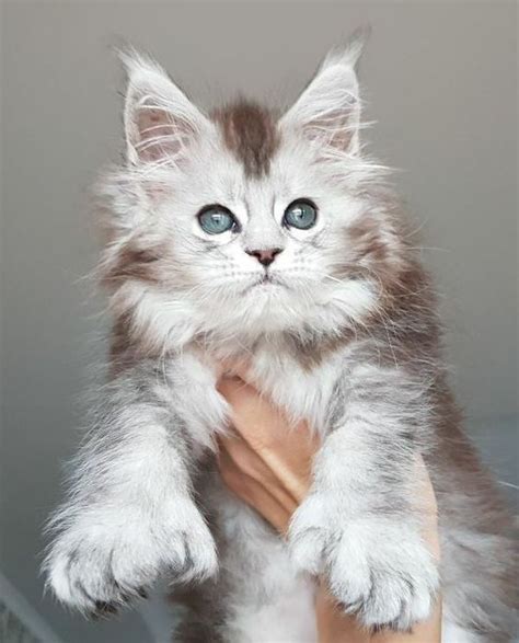 Maine Coon Cat Grey And White | Best Cat Wallpaper