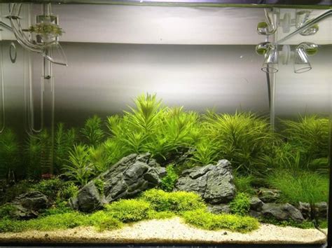 AQUASCAPE IDEA 31 Planted Aquarium, Live Aquarium Plants, Nano Aquarium, Nature Aquarium ...