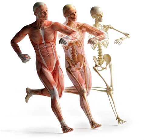 Eight Fascinating Facts About Fascia - IDEA Health & Fitness Association