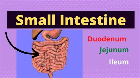 Small Intestine | duodenum, jejunum and ileum | Overview lecture - YouTube