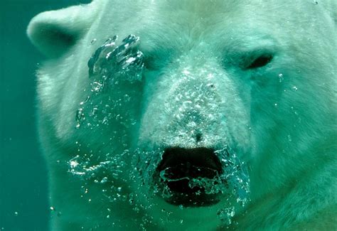 Free photo: Polar Bear, The Bear, Water - Free Image on Pixabay - 484515