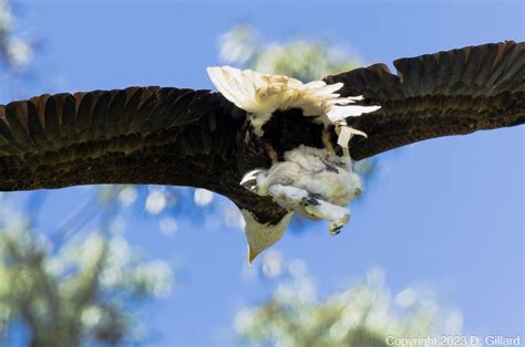 Bald Eagles Adopted A Baby Hawk In the Bay Area - Bay Nature