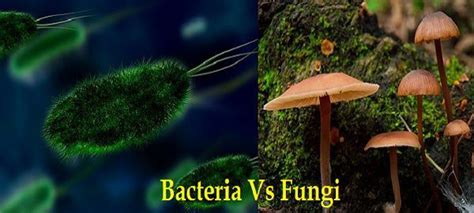 Difference Between Bacteria and Fungi (with Comparison Chart) - Bio Differences