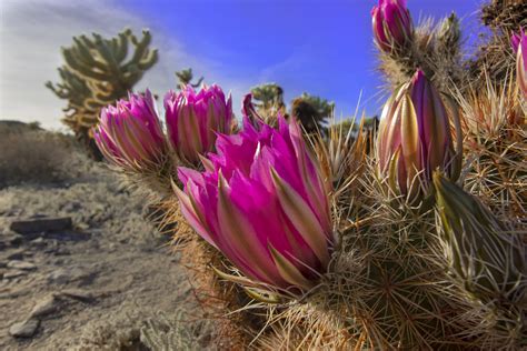 Blooming Spring Cactus - Joshua Tree National Park - The Simple Hiker