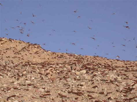 Image Gallery: Striking Photos of Locust Swarms | Live Science