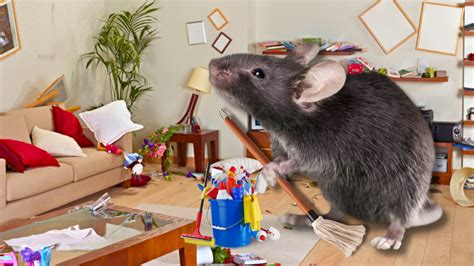 Welsh Tidy Mouse Secretly Cleans Man's Shed For Two Months