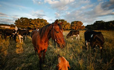 Expert Horse Breeding Tips