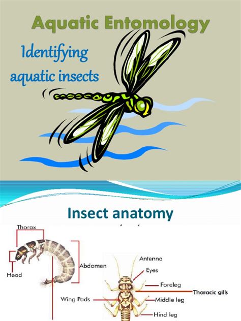 Aquatic Entomology | Insects | Dragonfly