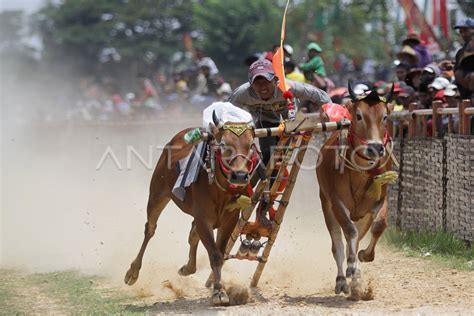 KARAPAN SAPI KASAD CUP 2023 | ANTARA Foto