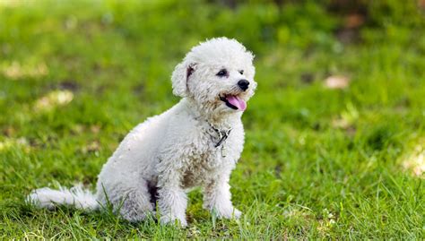 77+ Bichon Needs Home - l2sanpiero