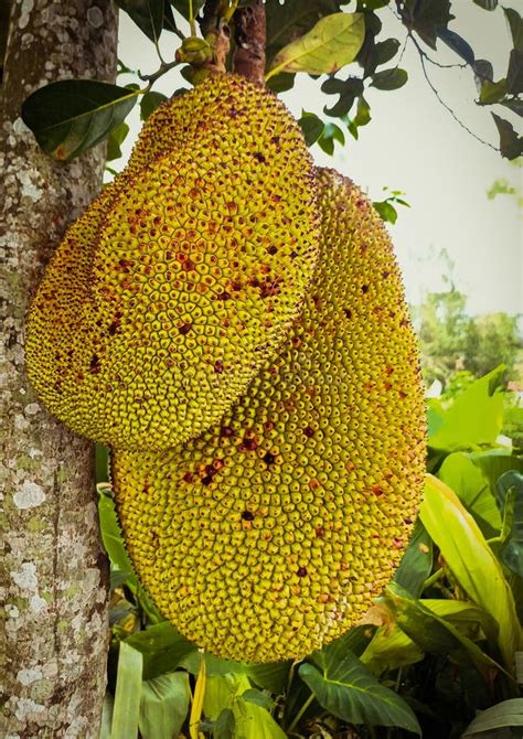 Giant Jackfruit that is almost Ripe on the Tree Stock Image - Image of ...