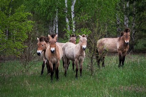 Chernobyl Today Animals / Chernobyl How Is It Affecting The Animals ...