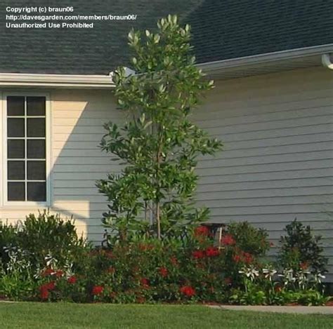 Magnolia Moonglow plant | Landscaping images, Front house landscaping, Magnolia tree landscaping