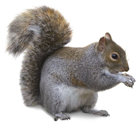 Squirrel PNG Transparent Images, Pictures, Photos | PNG Arts