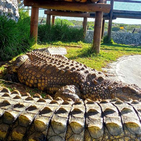 Get Up Close and Personal with Africa’s Apex Predator! The Nile Crocodile – Afrikanos Gansbaai ...