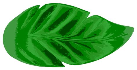 large leaf clipart 10 free Cliparts | Download images on Clipground 2024