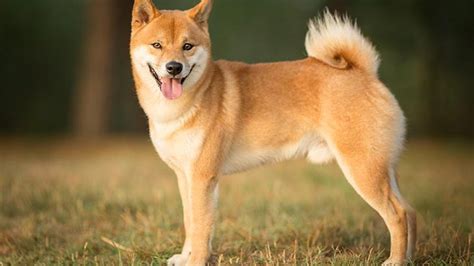 The Shiba Inu, a Japanese hunting dog, was found dead with its mouth ...