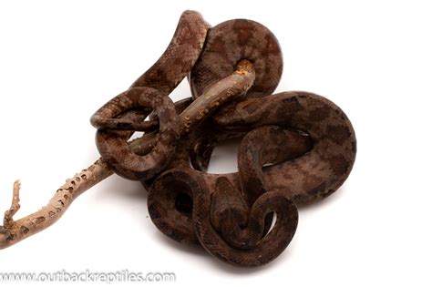 Male Amazon Tree Boa_ | Outback Reptiles