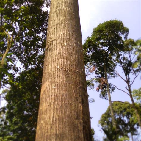 Tukang Sukat Tanah TUKANG SUKAT TANAH: Kayu Balak