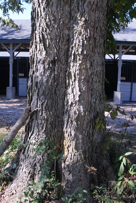 Celtis occidentalis (American Hackberry, Beaverwood, Common Hackberry, False Elm, Hackberry ...