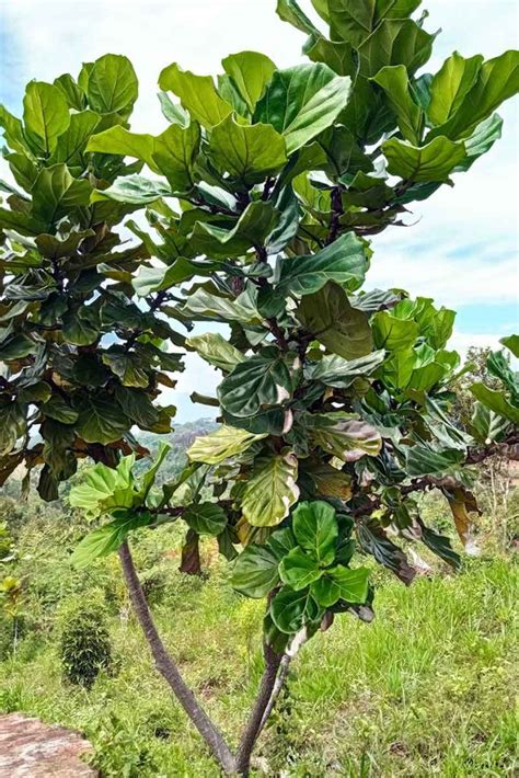 How to Grow and Care for Fiddle-Leaf Fig (Ficus lyrata)