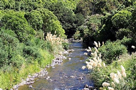 Native Bush & River New Zealand photo