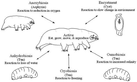 Tardigrades' Life Stages - Encyclopedia of Arkansas