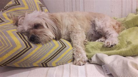 lazy dog Lazy Dog, Dogs, Animals, Animales, Animaux, Pet Dogs, Doggies, Animal, Animais