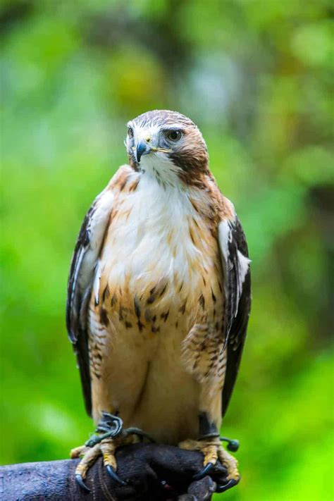 Hawks In Montana: Find All 10 Big Sky Country Birds Of Prey