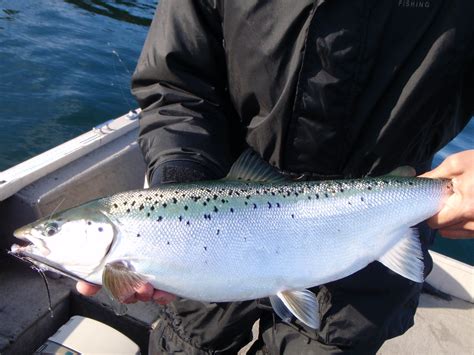 Landlocked Salmon – Finger Lakes Angling Zone