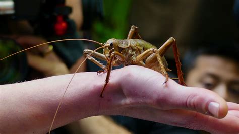 We’re creating a wētā future for this New Zealand taonga | Auckland Zoo ...