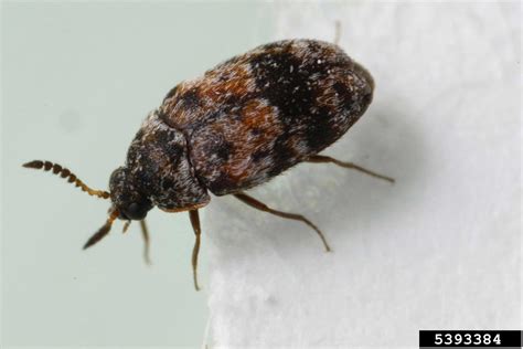 Dermestid beetles, Trogoderma spp. (Coleoptera: Dermestidae) - 5393384