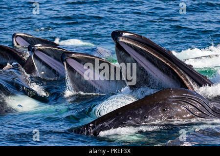 Humpback whale bubble net feeding Stellwagen Bank Boston Massachusetts ...