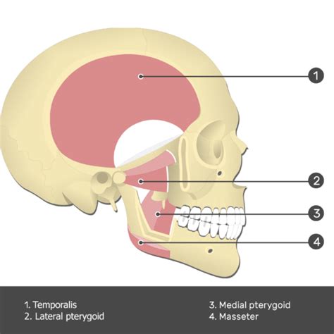 Lateral Pterygoid Muscle - Attachments, Actions & Innervation