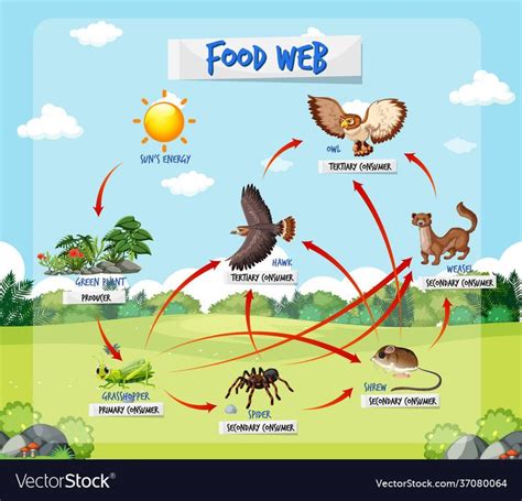 Food chain diagram concept on forest background illustration. Download a free preview or high ...