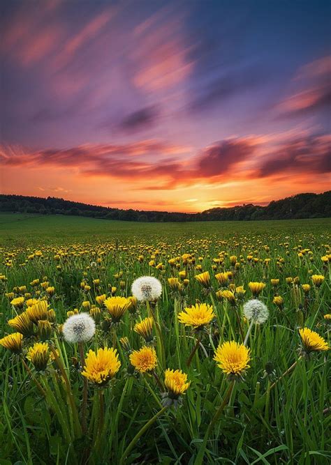 Sign in | Meadow photography, Flower meadow, Nature photography