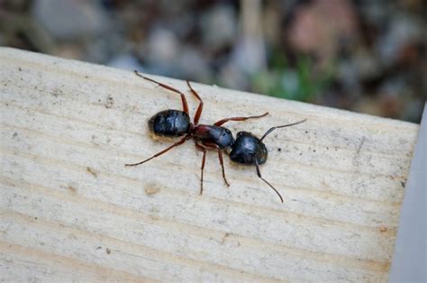 Do Carpenter Ants Bite? - Natran Green Pest Control | Botanical Texas ...