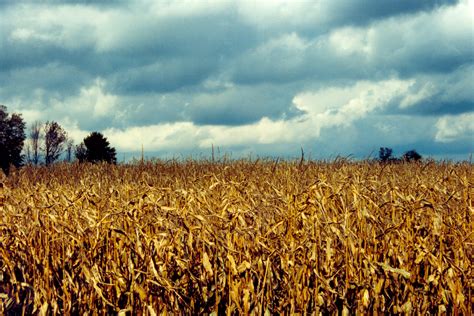 Free photo: Corn Field - Corn, Crop, Drought - Free Download - Jooinn