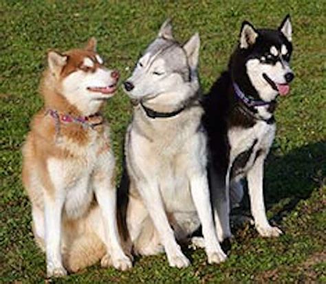 Siberian Husky - Dog Breed Information & Images - K9 Research Lab